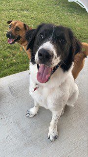 Adopt Prince