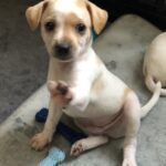 Fitz-Adopted