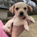 Dizzy-Adopted