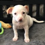 Miles-ADOPTED