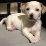 Otis-Adopted