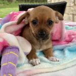Alexis Rose-Adopted