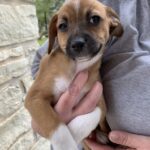 David Rose-Adopted