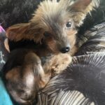 Booboo-Adopted
