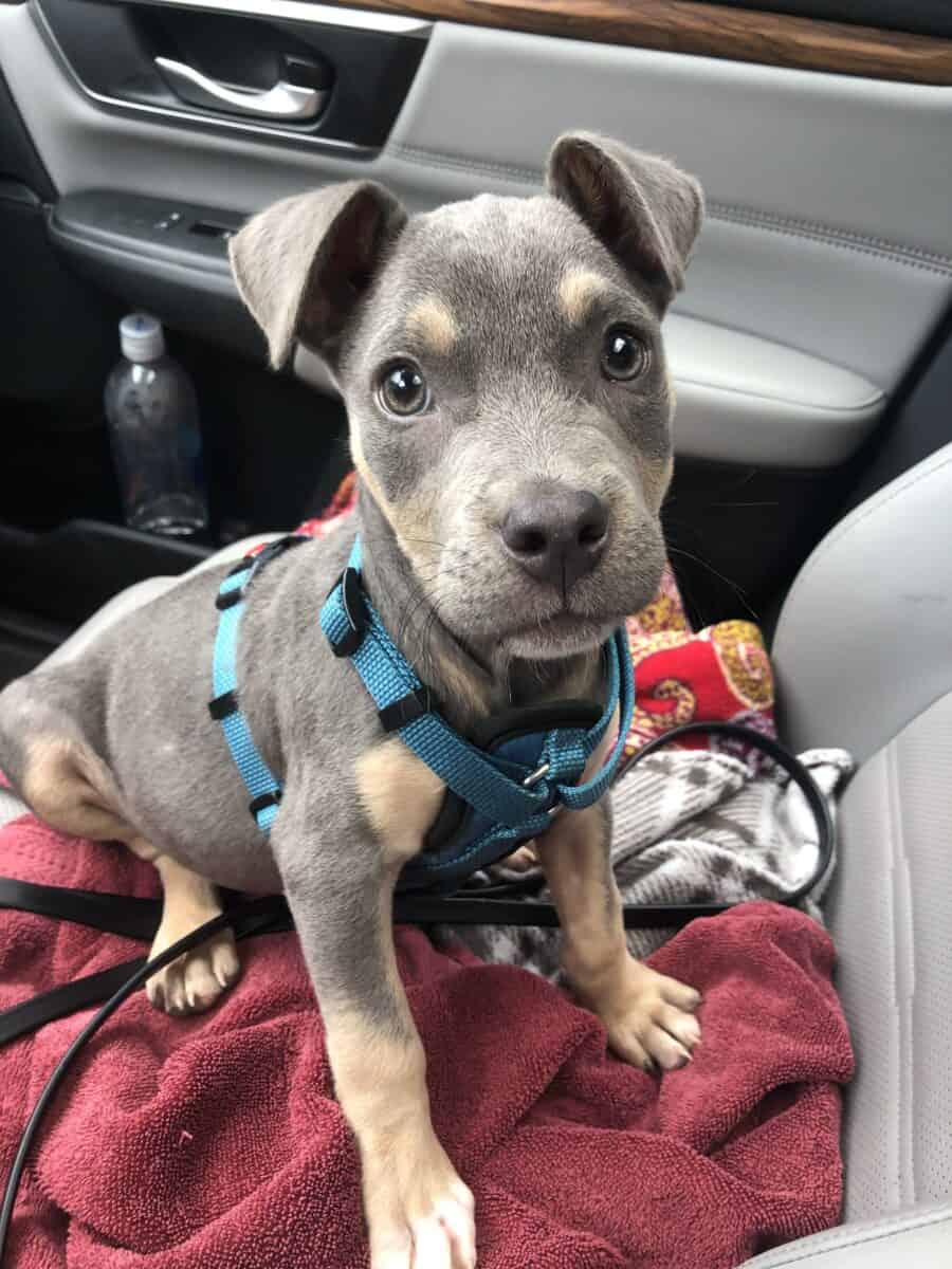 Rescue TrevorAdopted New Hope Animal Rescue, Austin TX