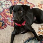 Arden-Adopted