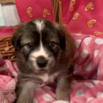 Iris-Adopted