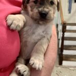 Venus-Adopted