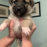 Zeus-Adopted