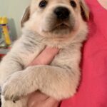 Apollo-Adopted
