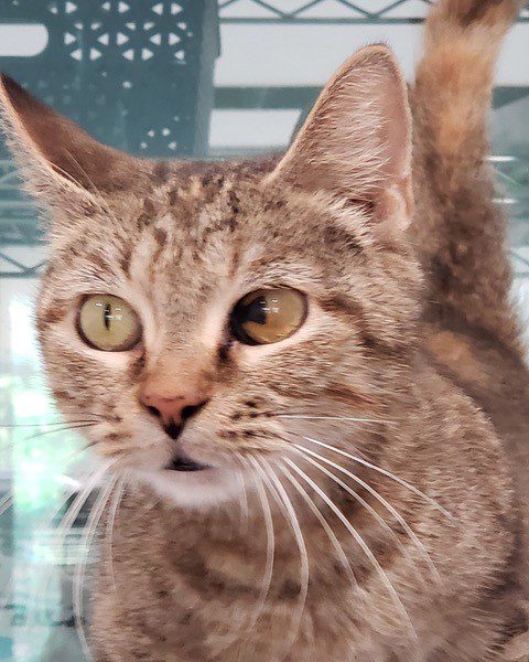 Mama Mia the cat