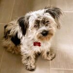 Adopt Frankie - Chiweenie Maltese mix