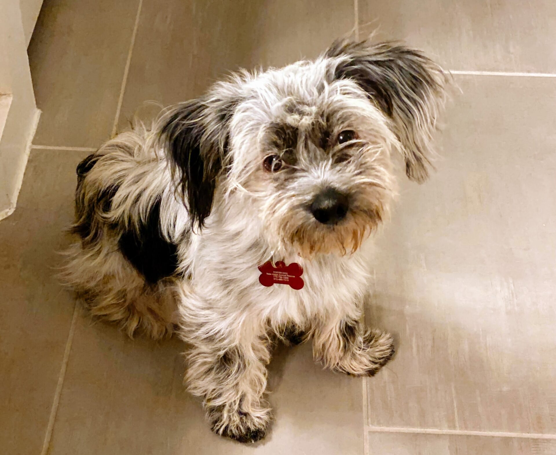 Adopt Frankie - Chiweenie Maltese mix