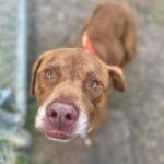 Baloo-Adopted