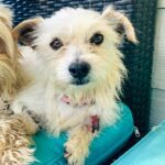 Patootie-Adopted