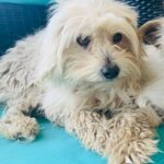 Cutie-Adopted