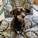 Nano - Adopted