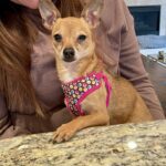 Beauregard - Adopted