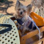 Maxie-Adopted