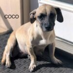 Coco-Adopted