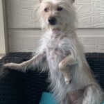 Lola-Adopted