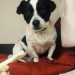 Jimmy Buffet-Adopted