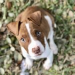 Mac-Adopted