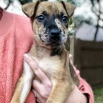 Cheeze-Adopted