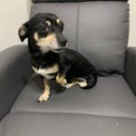 Owen-Adopted