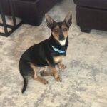 Jelly Belly - Adopted