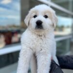 Lyra - Adopted