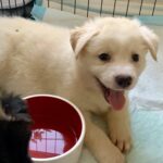 Widdle-Adopted