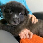Tippet-Adopted