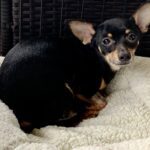 Webster-Adopted