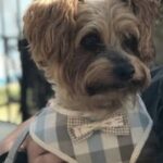 Clancy - ADOPTED