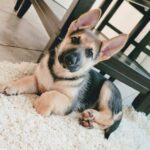 Max-Adopted