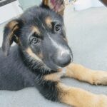 Ella-Adopted