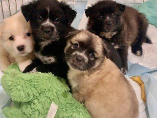 Nippet with siblings