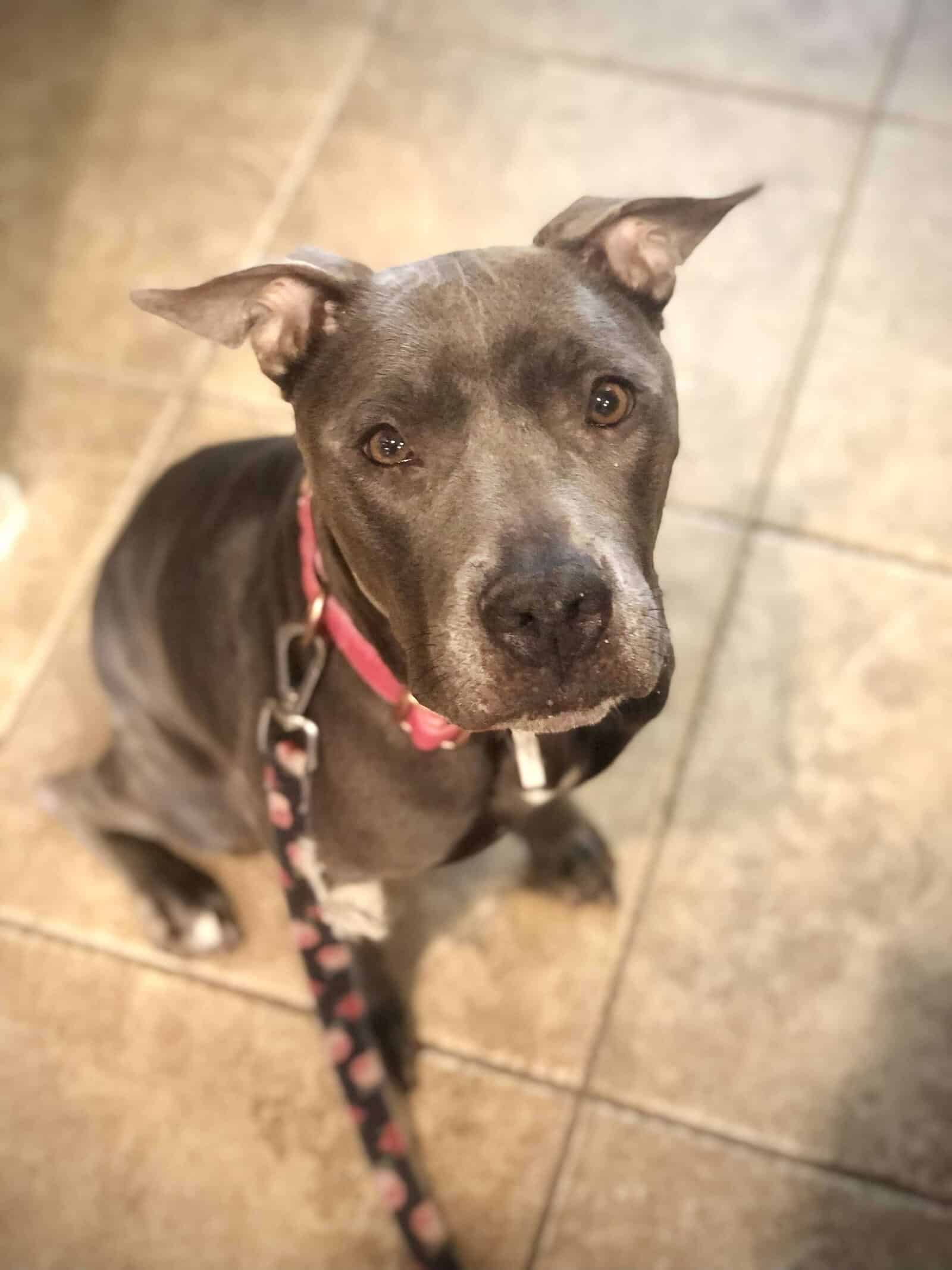 Adopt Quinn