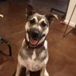 Indi-Adopted