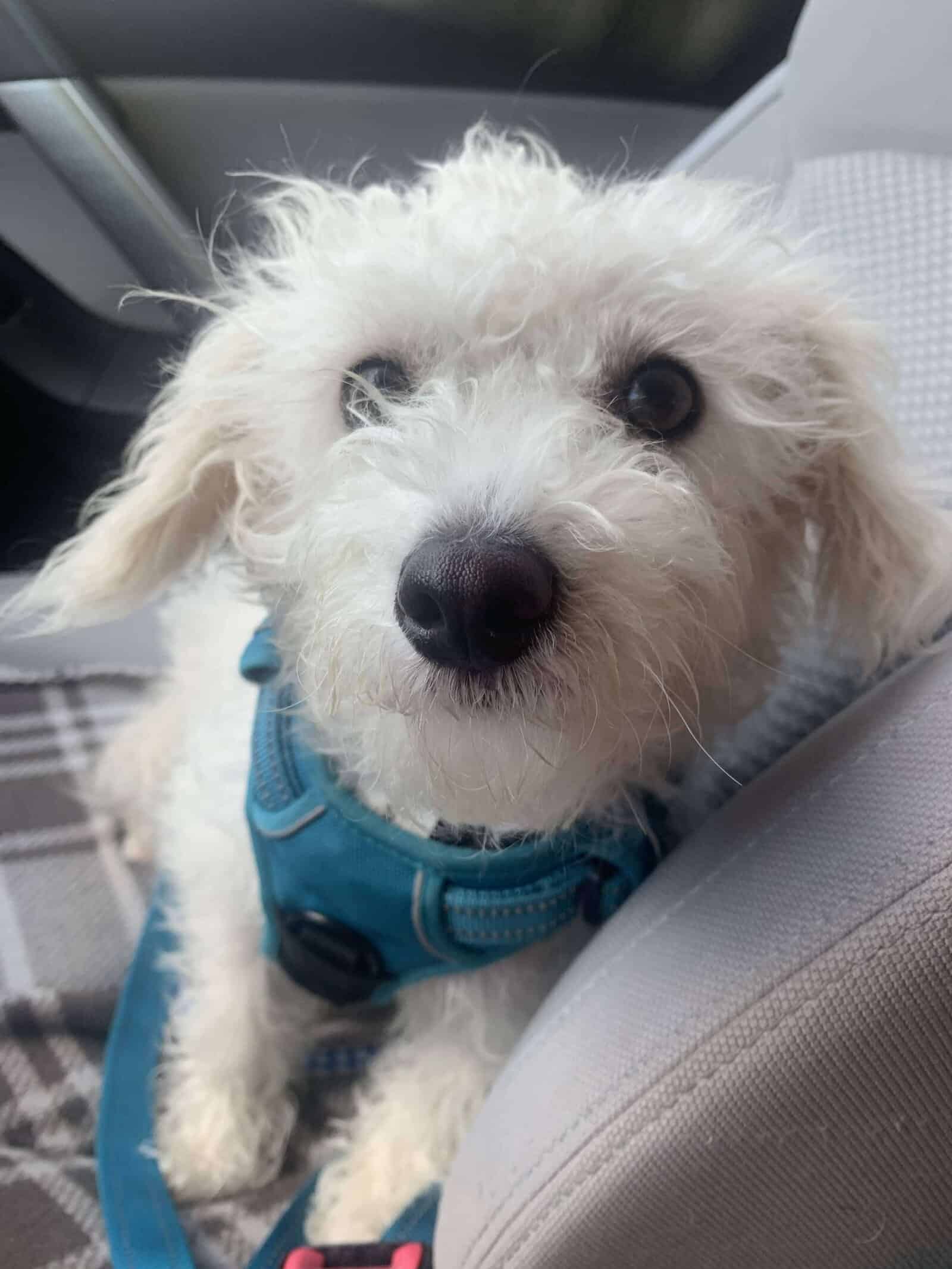 Adopt Cobie - Poodle mix