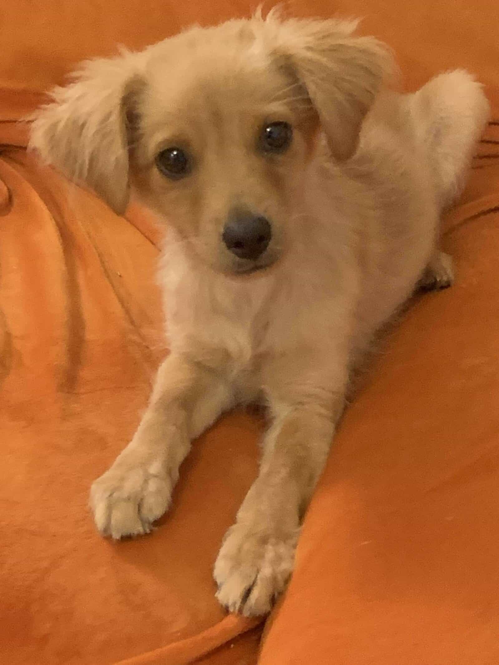 Adopt L'il Lenny - Chi mix puppy