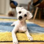 Sandra Dee-Adopted