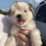 Rory - Adopted