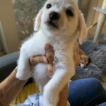 Maestro - Adopted