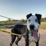 Reba - Adopted