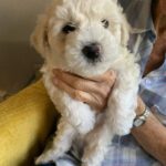 David Puddy - Adopted