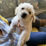 Schmoopie-Adopted