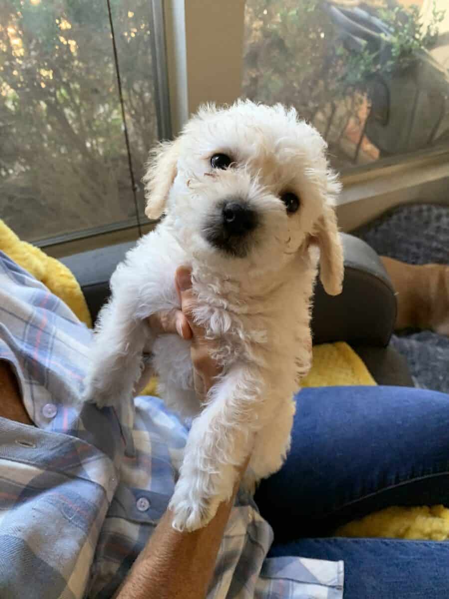 Rescue SchmoopieAdopted New Hope Animal Rescue, Austin TX