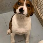 Cadence - Adopted